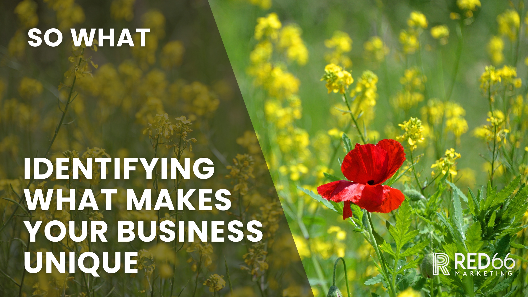 How Do You Answer What Makes Your Company Different Red66 Marketing